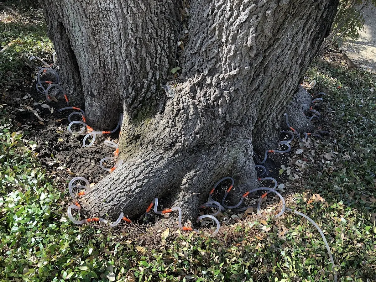 Detailed Tree Cabling and Bracing job site in East Galesburg