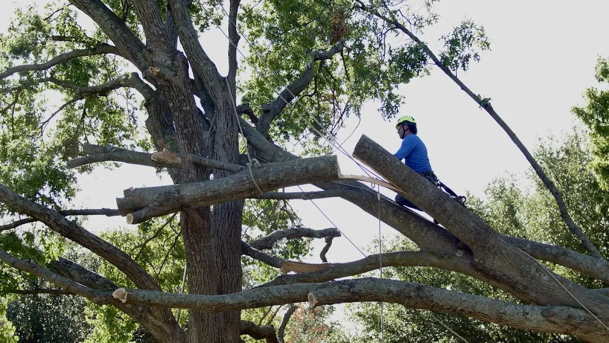 Professional Crown Thinning performed by certified arborists in East Galesburg