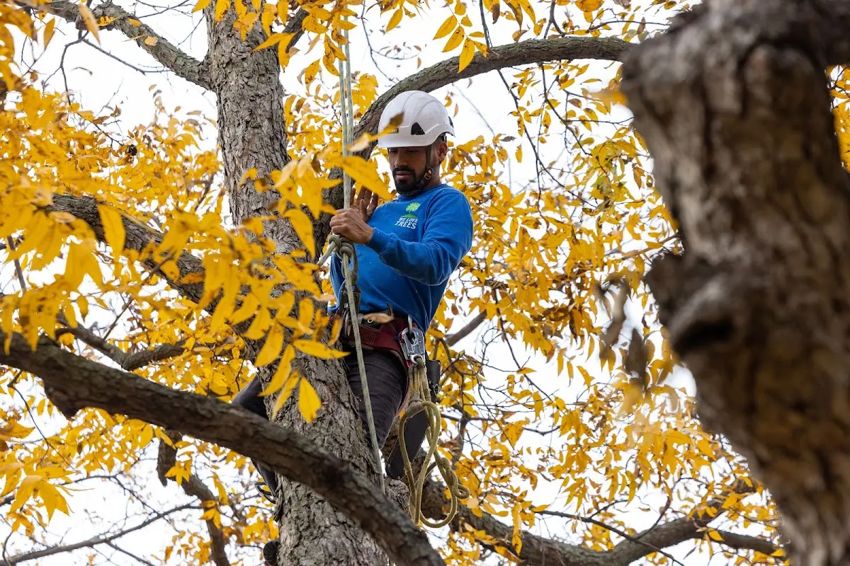 Skilled Tree Pruning crew working in East Galesburg