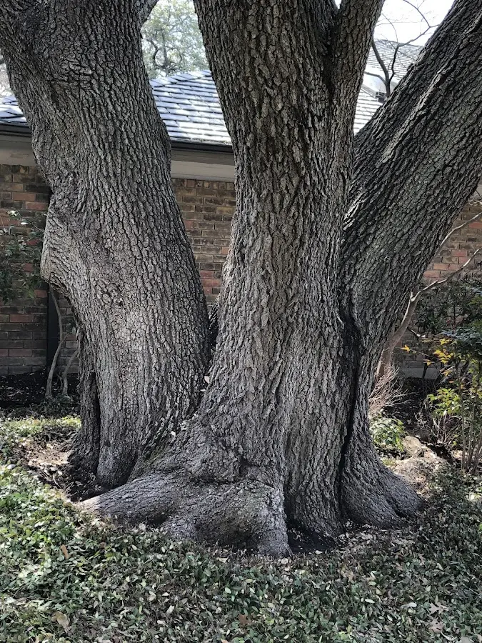 Mature heritage tree close to a East Galesburg property cared for by certified arborists